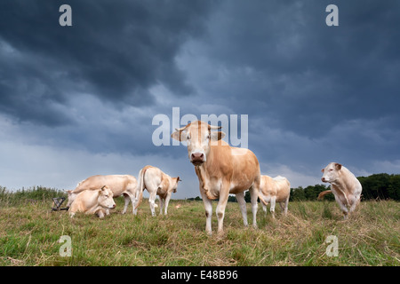 Rinder auf der Weide bei trübem Wetter Stockfoto