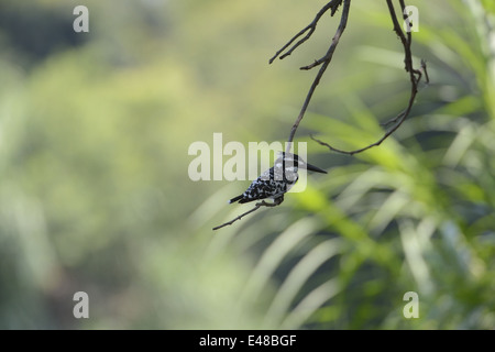 Indien, Karnataka, Ranganthittu Vogelschutzgebiet, Pied Kingfisher Stockfoto