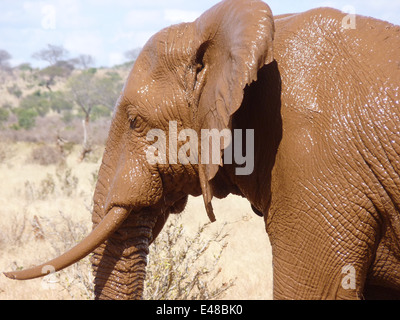 Elefant nach Schlammschlacht Stockfoto