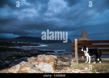 Ein Mann sitzt auf einer Bank am Meer warten auf den nahenden Sturm. Wellen brechen. Seine Border-Collie, Hund unter Schutz. Stockfoto