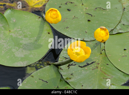 Blüten und Blätter der gelbe Seerose (Teichrosen Lutea) in den Fluss Rother.  Stein in Oxney, Kent, UK. Stockfoto