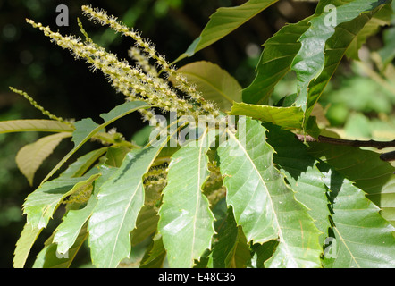 Männliche Blüten der Edelkastanie (Castanea sativa). Stockfoto