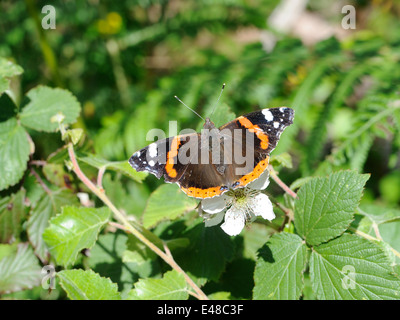 Eine rote Admiral (Vanessa atalanta) Schmetterling auf einem Blackberry oder Brombeere (Rubus fructosus). Blume. Flügel öffnen. Stockfoto
