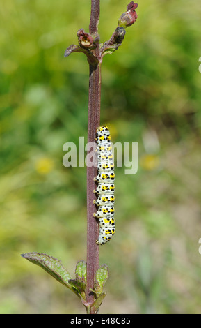 Lava, Raupe, Königskerze Moth (Cucullia Verbasci) auf einer gemeinsamen Braunwurz (Scrophularia Nodosa) Pflanze. Bedgebury Wald, Kent, Stockfoto