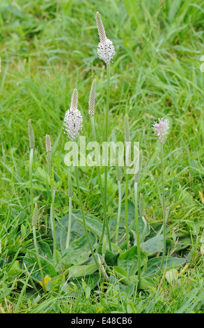 Hoary Wegerich (Plantago Media) Pflanze mit Blüten. Die Blüten sind mit kleinen Käfern bedeckt. Orwell, Cambridgeshire, Großbritannien. Stockfoto