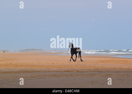 Der Haushalt montiert Kavallerieregiment Holkham Beach an ihrem ersten Tag dort beim Sommercamp in Norfolk. 2.7.14 Stockfoto