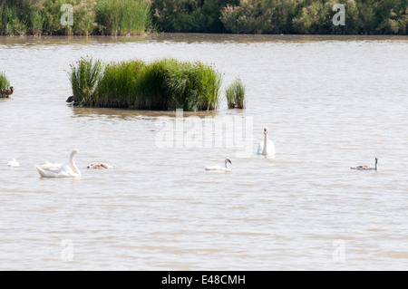 Schwäne schwimmen im See alle zusammen Stockfoto