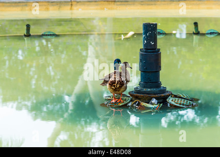 Stockente Enten an der Bea Evenson Fountain. Balboa Park, San Diego, Kalifornien, Vereinigte Staaten von Amerika. Stockfoto