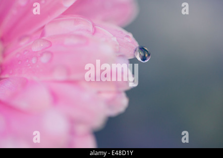 Nahaufnahme von Wassertropfen auf Blume Stockfoto