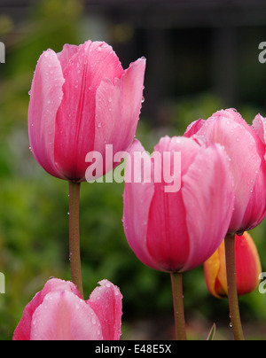 Tulipa - DESIGN Impressionen Stockfoto