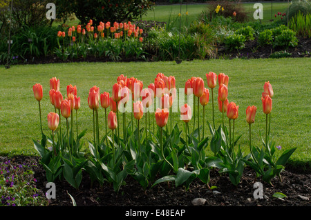 Tulipa - ORANGE Kaiser Stockfoto