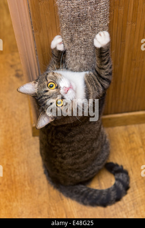 Graue Katze schärfen seine Krallen auf der Kralle Spitzer Stockfoto