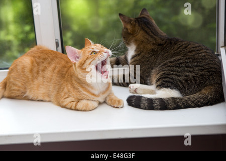 Rote und graue Katze auf der Fensterbank Stockfoto