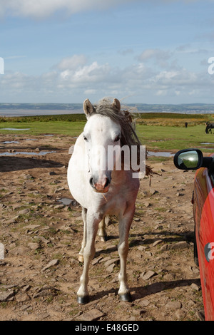 Ein zähmiges, schwangeres Wildpferd auf der Gower-Halbinsel in Wales Stockfoto