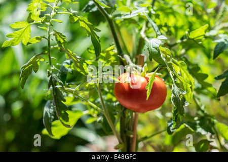 Eine reife, organisch hausgemacht angebaute Tomate, die im Freien an einer Rebe im Sonnenschein wächst. USA Stockfoto