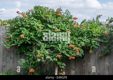 Eine blühende oder blühende Trompetenrebe, Campsis radidicans, vor einem Holzzaun. USA. Stockfoto