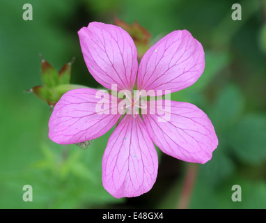 rosa lila lila gefärbt Geranien. Makroaufnahme von kleinen Garten Blume Stockfoto