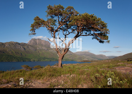 Kiefer Baum am Ufer des Loch Maree mit Slioch darüber hinaus. Stockfoto