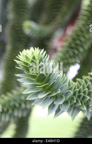 Monkey Puzzle Tree Araucaria Araucana Nahaufnahme branch Stockfoto