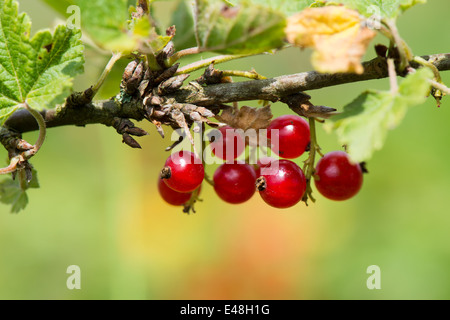 Reife rote Johannisbeeren hängen auf den Busch Stockfoto