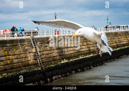 Möwe im Flug über das Meer mit Whitby Bay Hafen im Hintergrund Stockfoto