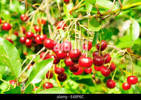 Zweig der reifen Kirschen. Viele helle Beeren. Stockfoto