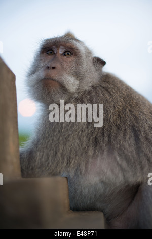 Makaken Affe sitzt auf einer Mauer in Ula Watu, Bali, Indonesien Stockfoto