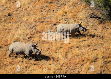 Luftaufnahme von ein paar Breitmaulnashorn (Ceratotherium Simum) im Grünland, Südafrika Stockfoto