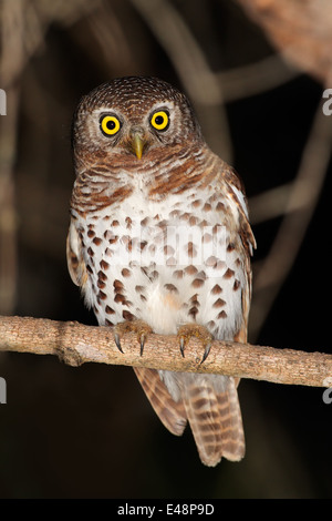 Afrikanische vergitterten Owlet (Glaucidium Capense) thront auf einem Ast, Südafrika Stockfoto