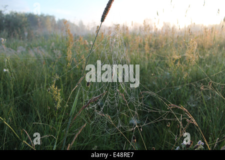 Spitze Spider Web hängen Blüte Pflanze im Sommer wilde Feld Abdeckung Silber glänzend unter erste Sonnenstrahlen Tau Stockfoto