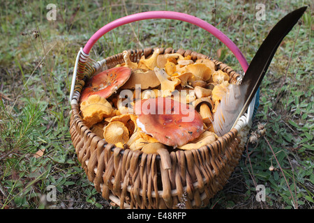 Korb voller Waldpilze und große schwarze Feder von Storch Stockfoto