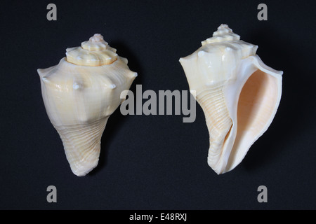 Indische Trompete SeaShell (indische Ritual Conch) Stockfoto