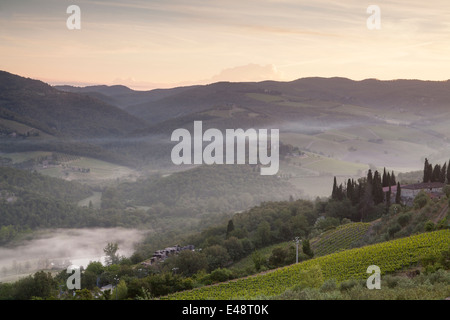 Morgendämmerung über die Weinberge in der Nähe von Radda in Chianti. Diese Gegend der Toskana produziert eines der berühmtesten Weine Italiens. Stockfoto