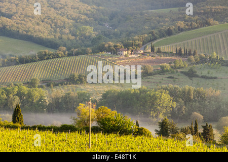 Morgendämmerung über die Weinberge in der Nähe von Radda in Chianti. Diese Gegend der Toskana produziert eines der berühmtesten Weine Italiens. Stockfoto