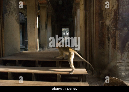 Affen in die Tempel von Angkor Wat herumhängen. Angkor ist eines der wichtigsten archäologischen Stätten in Süd-Ost A Stockfoto