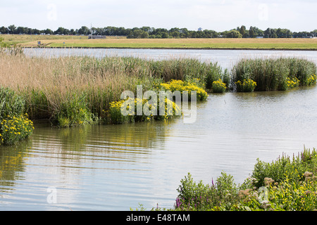 Röhricht grenzt Fen Kreuzkraut (Jacobaea Paludosa oder Senecio Paludosus), Alblasserdam, Süd-Holland, Niederlande Stockfoto