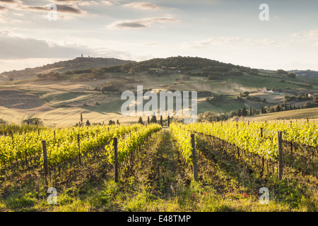 Weinberge in der Nähe von Monticchiello, Toskana. Die Hügel Stadt Pienza sehen in der Ferne. Stockfoto