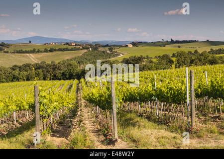 Weinberge in der Nähe von Montepulciano, Toskana. Die Gegend ist ein bedeutender Produzent von Essen und trinken. Stockfoto