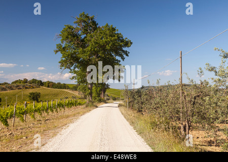 Weinbergen und Olivenhainen in der Nähe von Montalcino, Toskana. Stockfoto