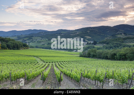 Weinberge in der Nähe von Greve in Chianti. Die Gegend ist Teil des berühmten Chianti Wein in der Toskana. Stockfoto