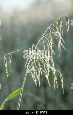 Hafer-Ohr bedeckt mit Morgentau Stockfoto