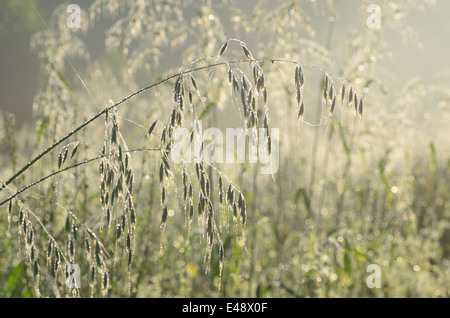 Hafer-Ohr bedeckt mit Morgentau Stockfoto