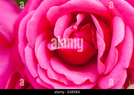 Nahaufnahme einer Rose oder Rosa in lateinischer Sprache. Stockfoto