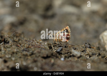 Rot Underwing Skipper (Spialia Sertorius) Stockfoto