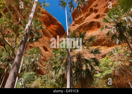 ECHIDNA CHASM, BUNGLE BUNGLES, PURNULULU, NATIONAL, PARK, KIMBERLEY, WESTERN, AUSTRALIEN Stockfoto