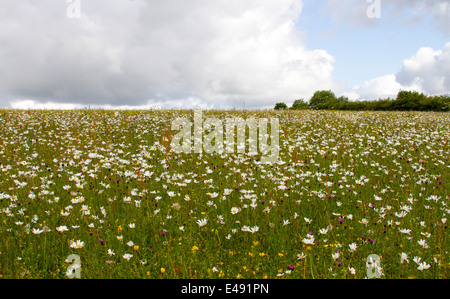 Daisy Hill Wildblumenwiese Stockfoto