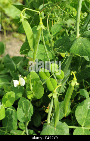 Busch von Erbsen mit Blumen und wachsenden jungen pod Stockfoto