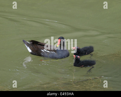 Teichhuhn, Gallinula Chloropus mit zwei Küken Stockfoto