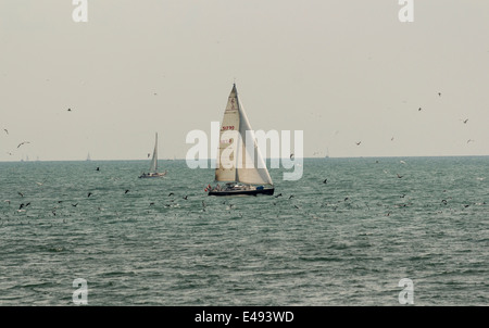 Segelboote am Lake Ontario an einem dunstigen Sommermorgen mit Vögel und Wasservögel skimming über die Oberfläche des Wassers Stockfoto