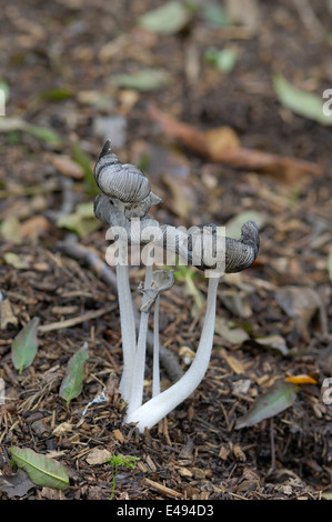 Inkycap Pilz - grau Shag (Coprinus Cinereus - Coprinopsis Cinerea) im Herbst Stockfoto